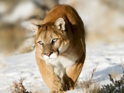 A Here are the 15 US States That Have Mountain Lions