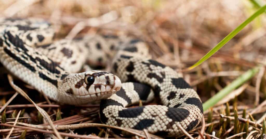 Northern pine snake in straw