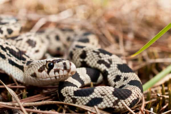 The spots on a pine snake are generally darker towards the head and lighter towards the tail.