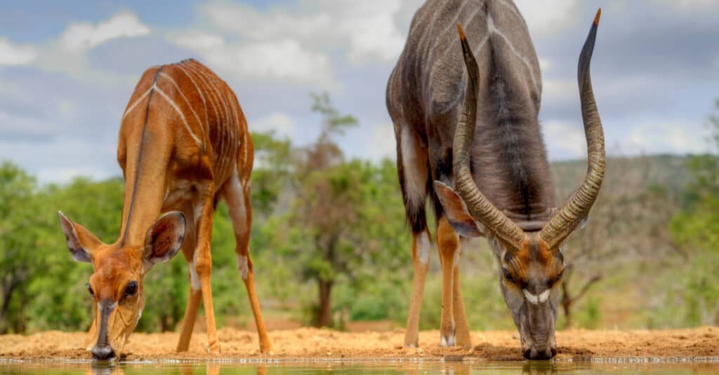 Nyala (Tragelaphus angasi), male and female drinking at a waterhole, Zululand, South Africa.