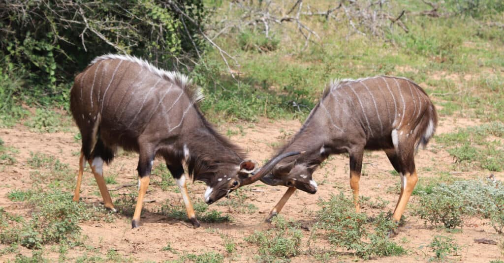Nyala rams displaying sparring and dominance.