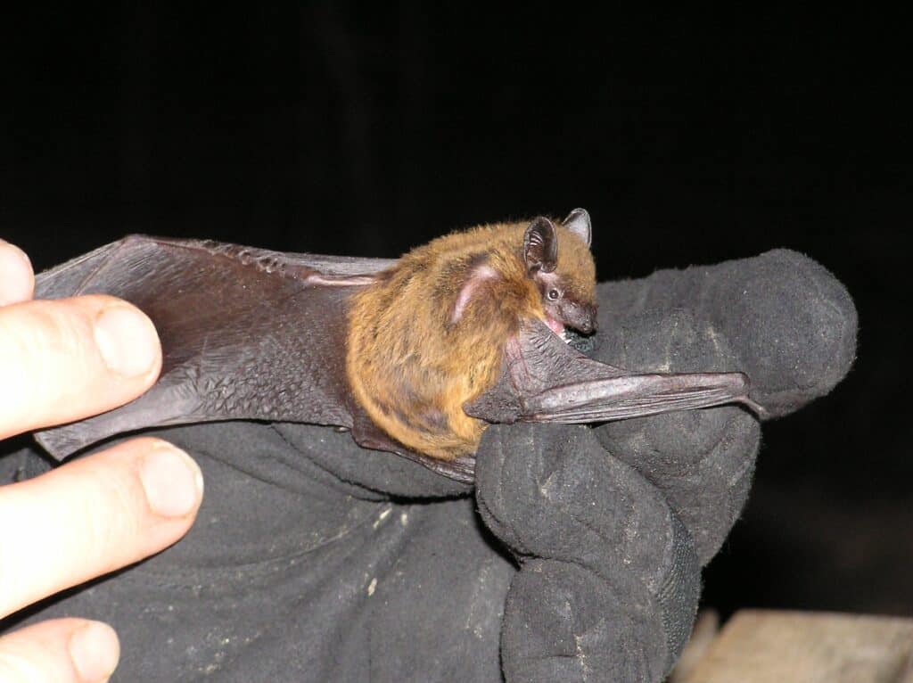 Nycticeius humeralis Evening bat with wings stretched out by researcher