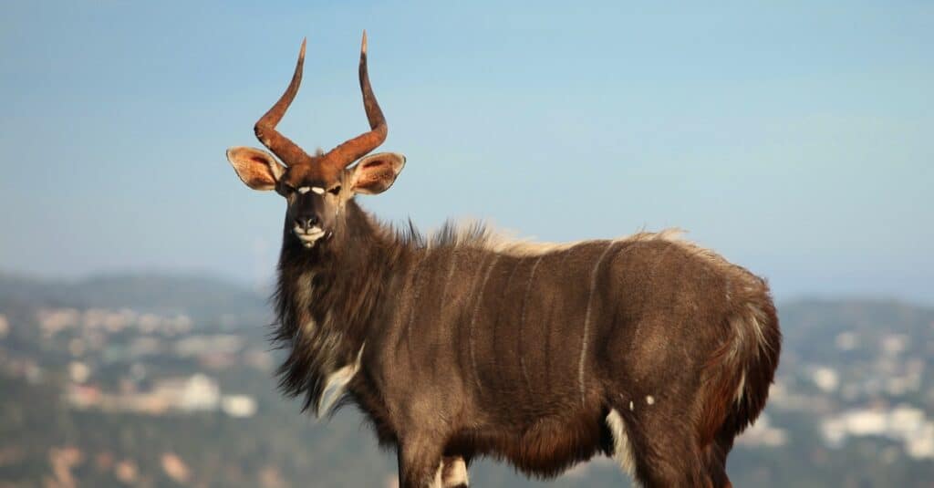 The Nyala is one of the most beautiful buck species in Africa. They are elegant and inquisitive.