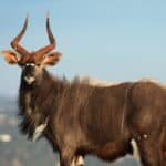 Nyala