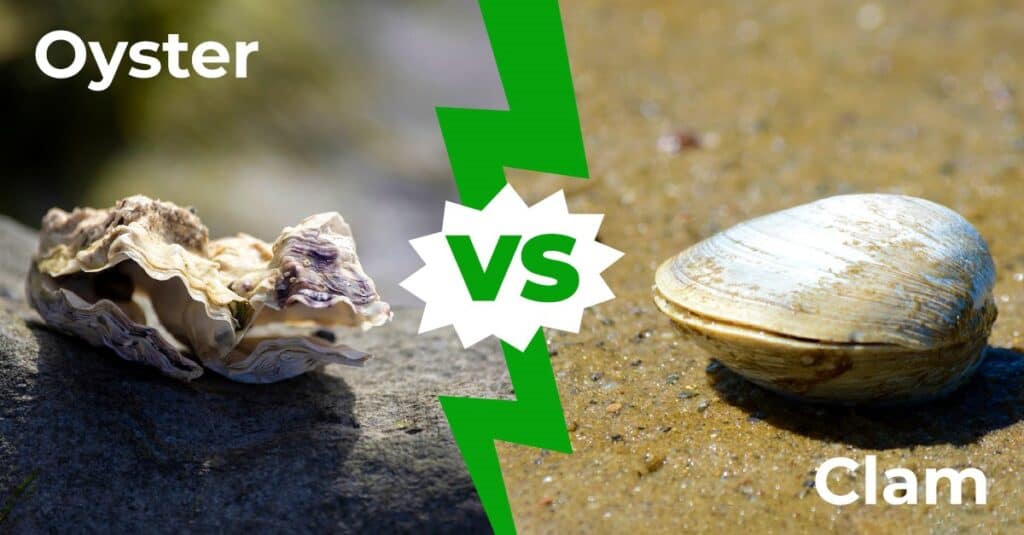 Oyster vs Clam
