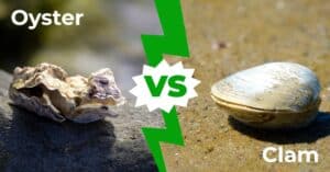 Oyster vs Clam: 7 Main Differences Explained Picture