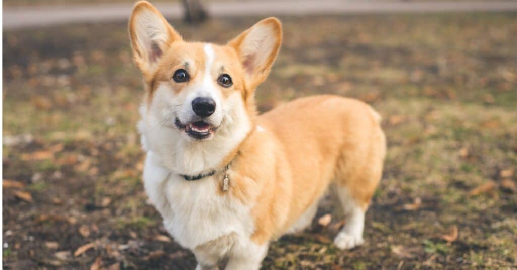 close up of Pembroke welsh corgi