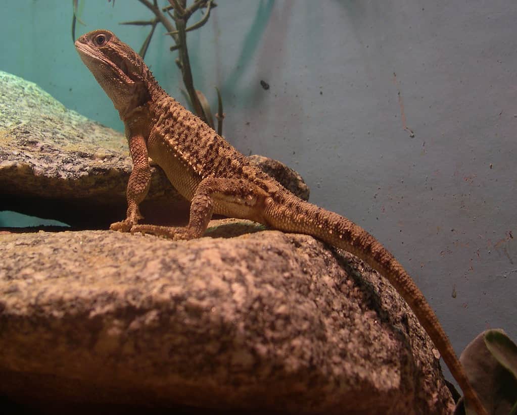 biggest bearded dragon record