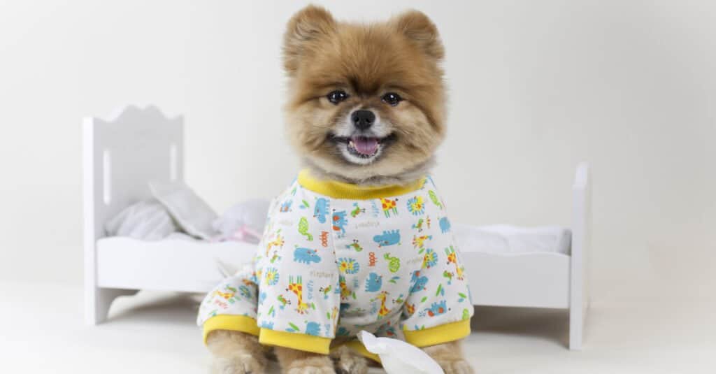 Pomeranian in pjs