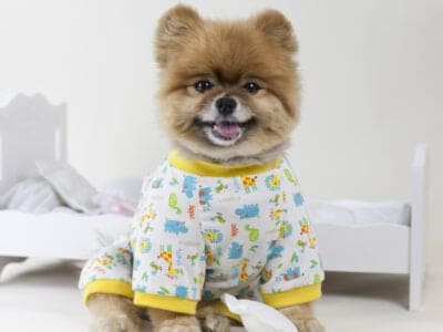 A The 6 Best Dog Pajamas: Reviewed for 2022