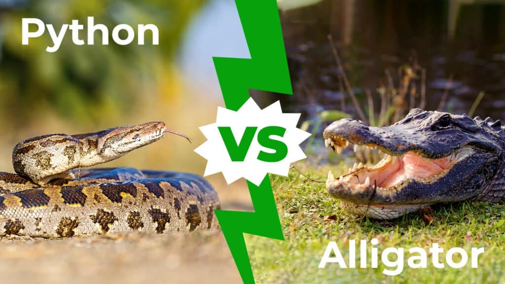 python vs alligator