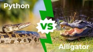 Python Vs Alligator: Who Would Win In A Fight? - A-Z Animals