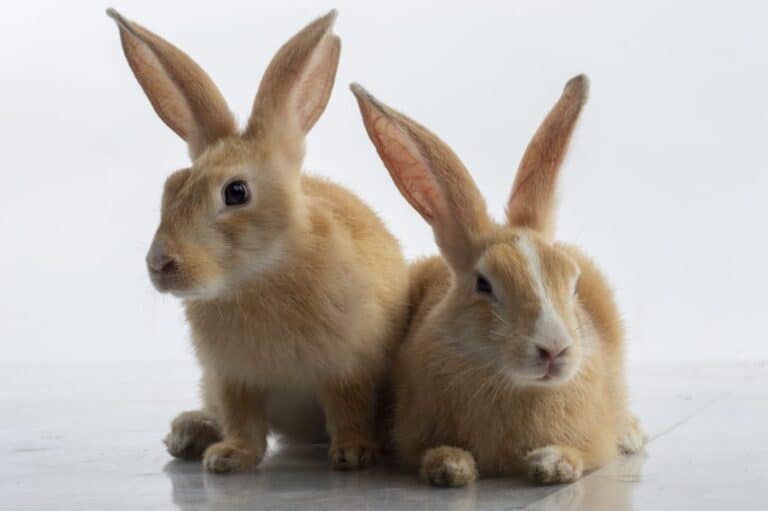 Two Palomino Rabbits