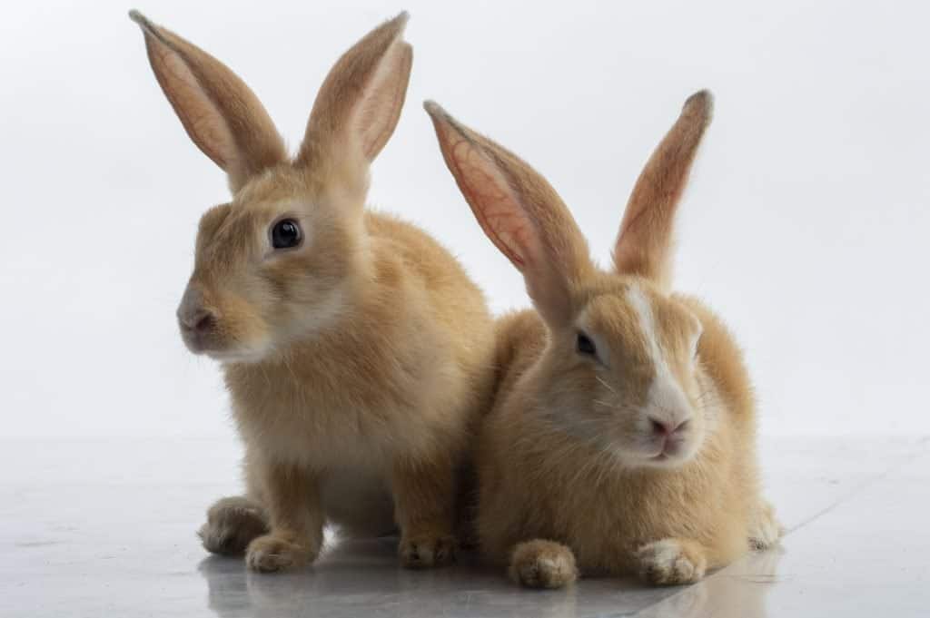 Two Palomino Rabbits
