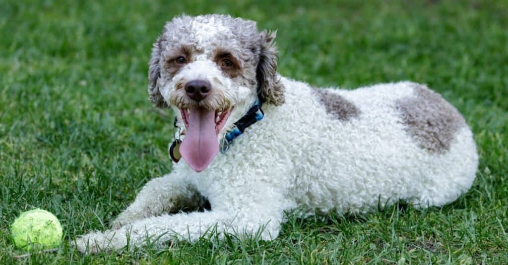 Rare breeds of dogs - Lagotto Romagnolo