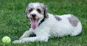 Lagotto Romagnolo Progression: Growth Chart, Milestones, and Training Tips Picture