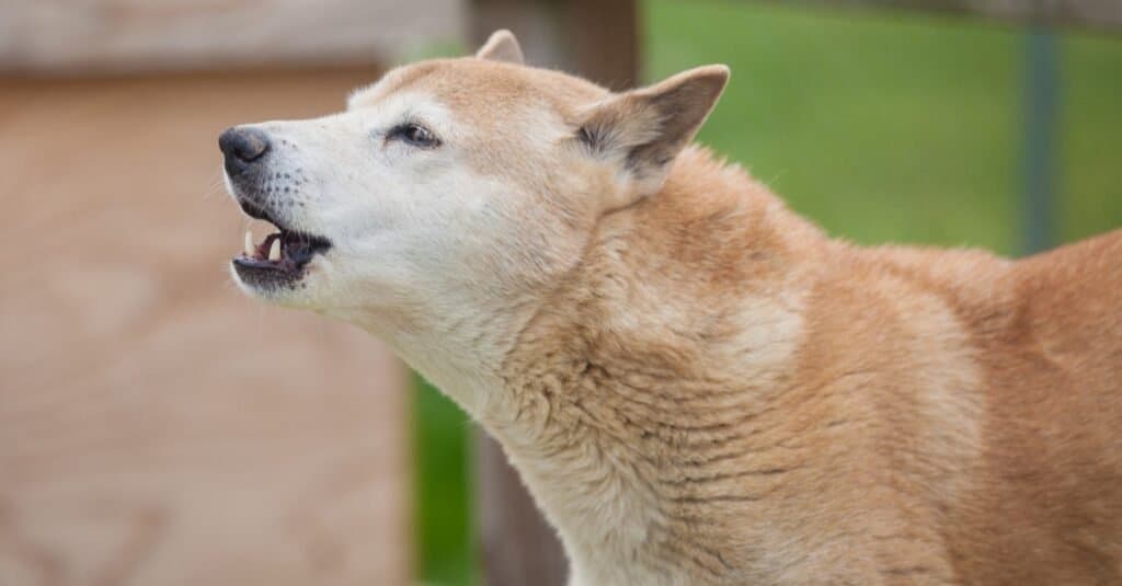 Rare breeds of dogs - New Guinea Singing Dog