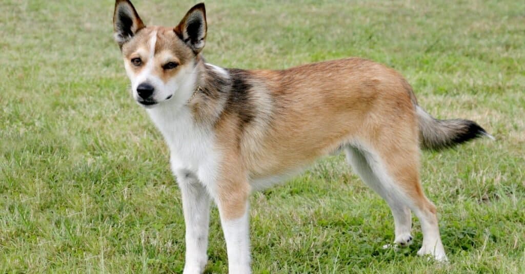 Rare dog breed - Norwegian Lund hound
