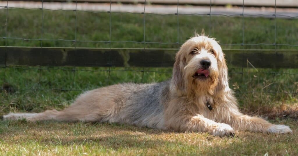 Rare breeds of dogs - Otterhound