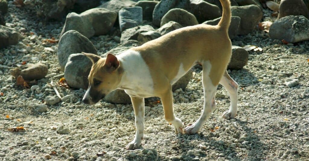 Rare breeds of dogs - Telomian