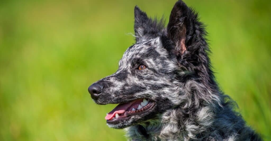 black and white puppy breeds