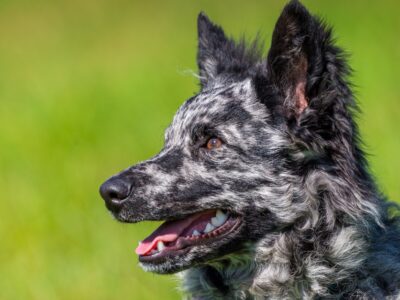 A 8 Rare Dog Breeds (and Where You Might Find Them)