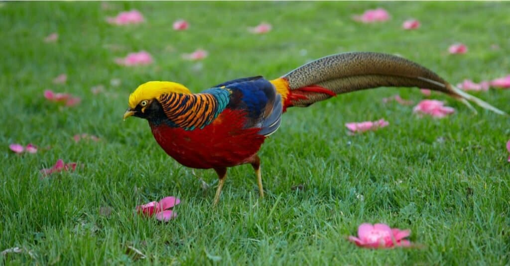 Rare types of birds - Golden Pheasant