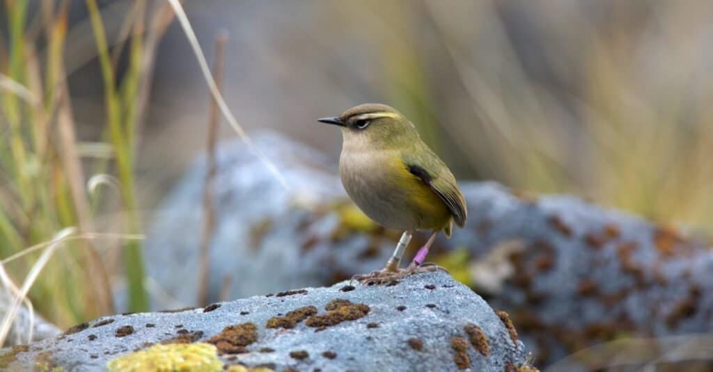 Rare types of birds - New Zealand Rock Wren