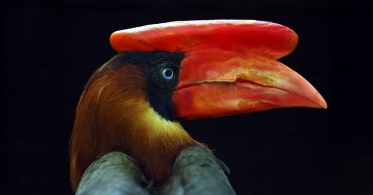 Rare types of birds - Rufous-headed Hornbill