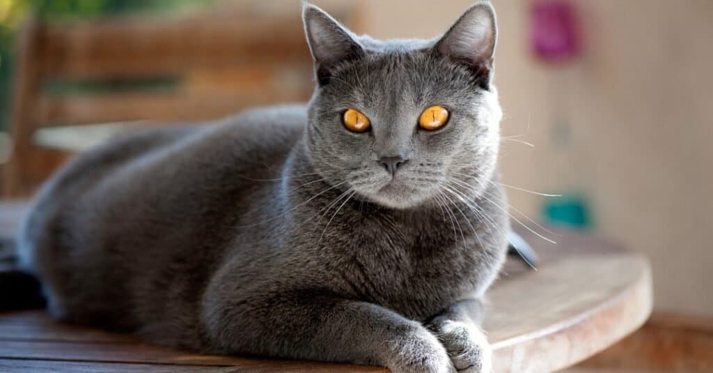 Rare types of cats - Chartreux