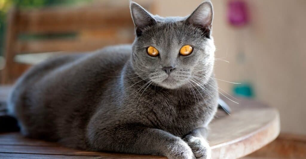 Cat Breeds At Risk of Extinction: The 13 most rare breeds of beautiful cat  in the world - including the gorgeous Korat cat breed