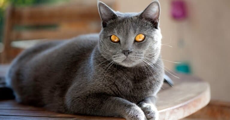 Rare types of cats - Chartreux