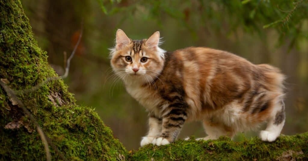 Rare types of cats - Kurilian Bobtail