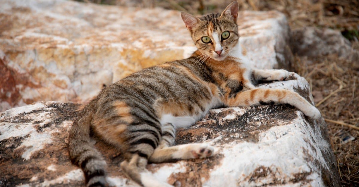 Rare and Exotic: The Most Unique Cat Breeds in the World