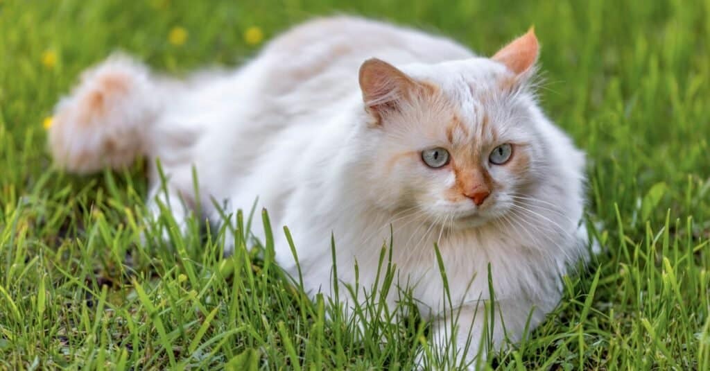 Rare types of cats - Turkish Van