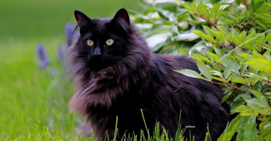 Rare types of cats - Norwegian Forest Cat