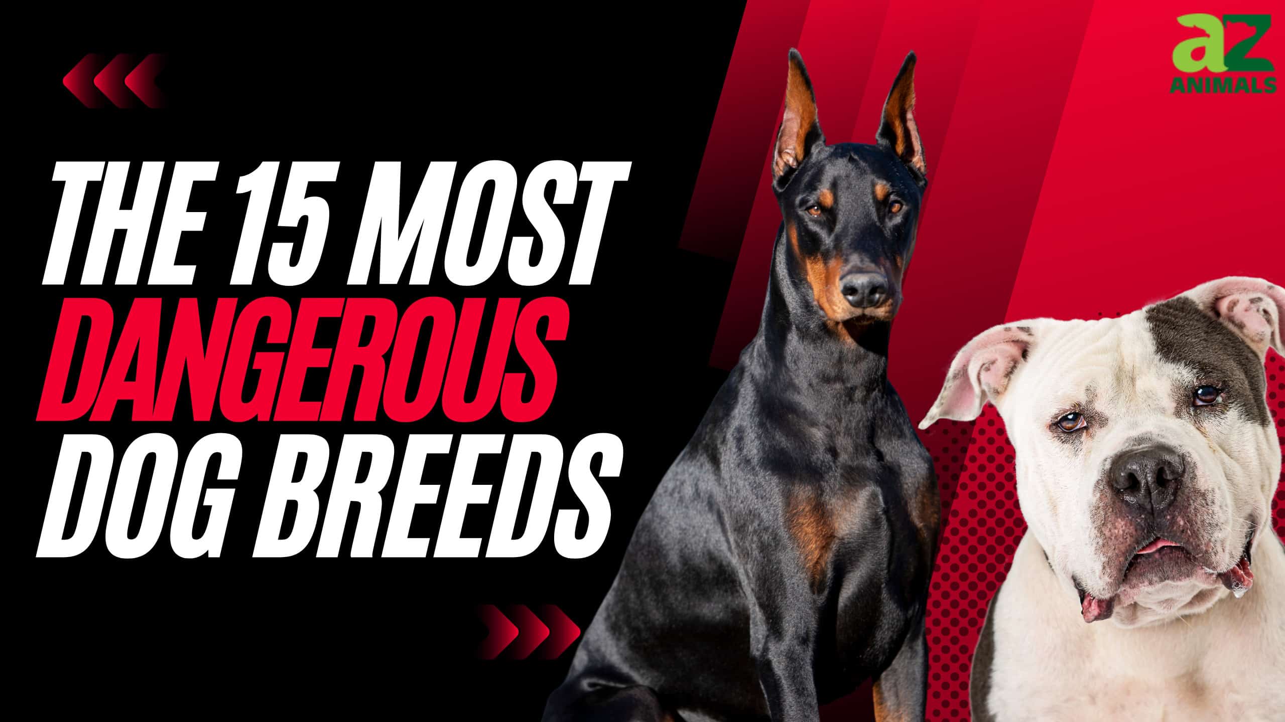 The Most Dangerous Dog Breeds