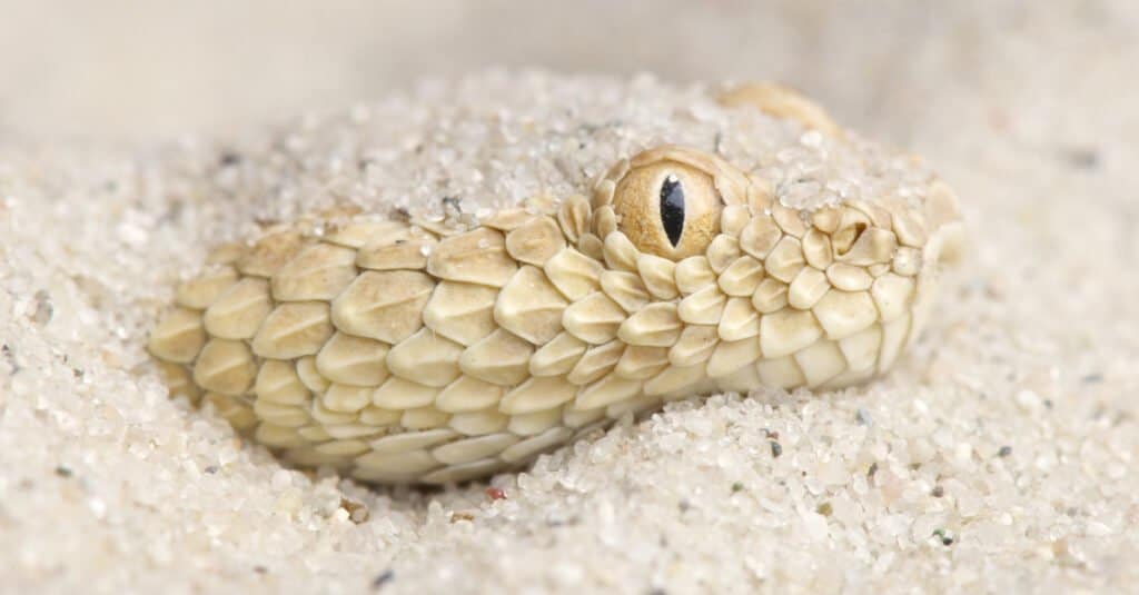What Do Sand Vipers Eat?