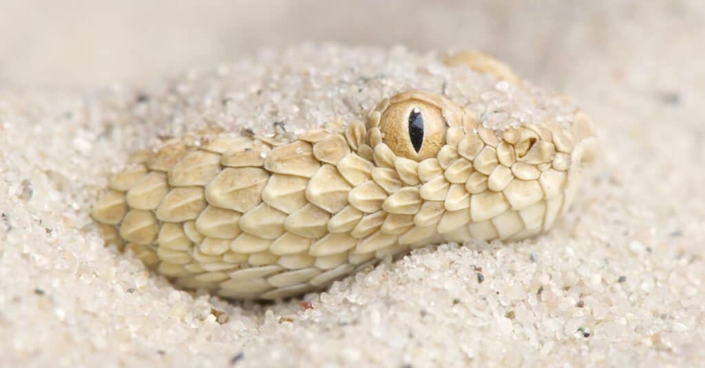 3. Sahara Sand Viper