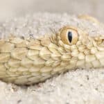Desert horned viper