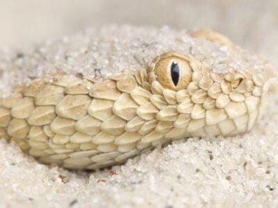 A Sand Viper