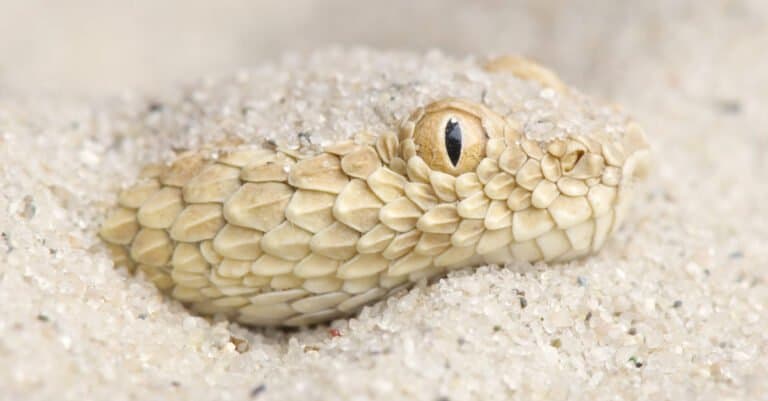 Saharan sand viper in sand
