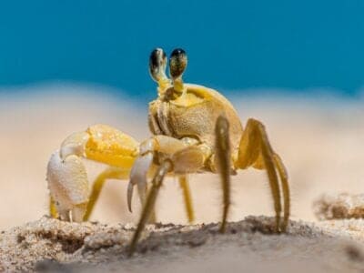 A Sand Crab