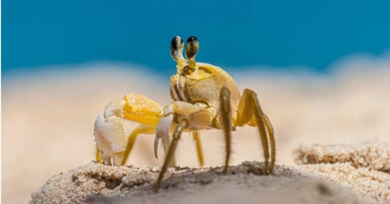 Yellow sand crab in Brazil during the day in the sunshine.