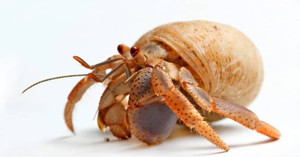 Sand crab, a Hermit Crab from Caribbean Sea isolated on white background.