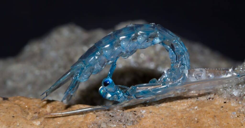 Sand crab zoea larvae on the beach, Cape Town, South Africa.