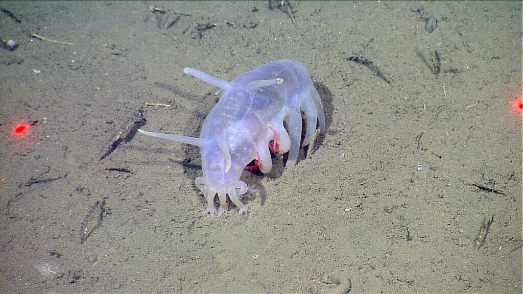 A sea cucumber (Scotoplanes globosa) appearing to "shelter" the crab (family Lithodidae), taken from MBARI's ROV "Doc Ricketts" aboard the R/V Western Flyer at a depth of approximately 1260 meters on March 9, 2010.