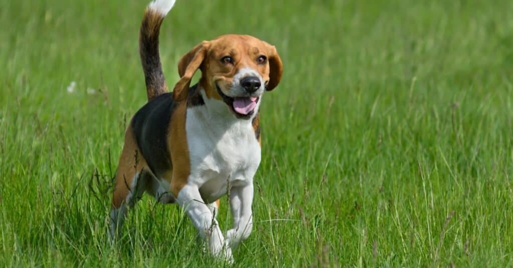 A beagle running in a green field with a curious expression on its face.