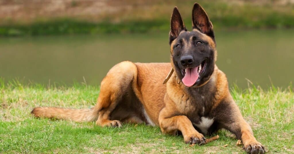 Search and rescue dogs - Belgian Malinois