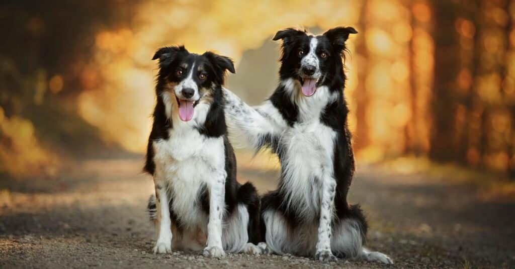 Border Collie vs German Shepherd